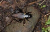 Gryllus bimaculatus: Adult (La Gomera, February 2013) [N]