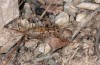 Gryllomorpha dalmatina: Weibchen (Provence, Alpilles, Anfang Oktober 2014) [M]