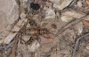 Gryllomorpha dalmatina: Weibchen (Provence, Alpilles, Anfang Oktober 2014) [M]