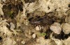 Pteronemobius lineolatus: Weibchen (Azoren, São Miguel, Sete Cidades, 700m NN, November 2013) [N]