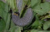 Carcharodus alceae: Raupe [S]