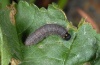 Carcharodus alceae: Half-grown larva (Sardinia, May 2012) [M]