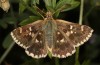 Muschampia alta: Female (e.l. Greece, Peloponnese, Mani, larvae in mid-May 2022) [S]