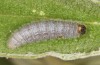 Muschampia alta: Larva in the ultimate instar (Greece, Peloponnese, Mani, mid-May 2022) [M]
