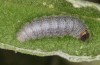Muschampia alta: Larva in the ultimate instar (Greece, Peloponnese, Mani, mid-May 2022) [M]