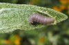 Muschampia alta: Larva (Greece, peloponnese, Sparta, mid-May 2022) [M]