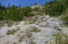 Muschampia alta: Larval habitat (W-Greece, Lefkada, June 2021) [N]