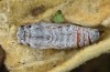 Muschampia alta: Pupa (e.l. Greece, Peloponnese, Mani, larvae found in mid-May 2022) [S]