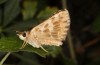 Muschampia alta: Male (e.l. Greece, Peloponnese, Mani, larvae in mid-May 2022) [S]