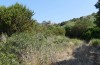 Muschampia alta: Habitat (SW-Peloponnese, Paleokastro, late July 2019) [N]