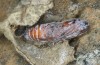 Muschampia alta: Pupa not long prior to eclosion (e.l. Greece, Peloponnese, Mani, larvae found in mid-May 2022) [S]