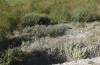 Muschampia alta: Habitat: Eifunde an Ästen und Blättern von Phlomis fruticosa (NW-Griechenland, Ioannina, Ende Oktober 2023) [N]