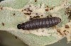Muschampia alta: Larva in the penultimate instar in moult rest (Greece, Peloponnese, Mani, mid-May 2022) [M]