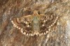 Muschampia alta: Male (e.l. Greece, Peloponnese, Mani, larvae in mid-May 2022) [S]