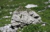 Pyrgus andromedae: Larval habitat: Dryas pad on a rock (Rätikon, west Austrian Alps) [N]