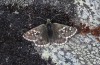 Pyrgus andromedae: Weibchen (Nordfinnland, Kilpisjärvi, Ende Juni 2020) [N]