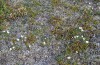 Pyrgus andromedae: Habitat (N-Sweden, Abisko, early July 2020) [N]