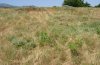 Pyrgus armoricanus: Habitat at Mount Olympus: partial wet pasture with much Potentilla reptans [N]