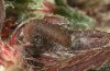 Pyrgus bellieri: Larva after the hibernation, Provence, France, April 2010 [M]