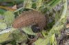 Pyrgus bellieri: Larva after the last moult  [S]