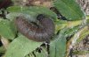 Pyrgus bellieri: Larva in penultimate instar [S]