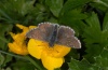 Pyrgus cacaliae: Male (Rätikon, west Austrian Alps, July 2011) [N]