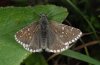 Pyrgus cacaliae: Female (Rätikon, west Austrian Alps, 2009) [N]