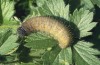 Pyrgus carthami: Larva (NW-Italy, Susa, 2002) [S]