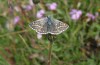 Pyrgus carthami: Adult (SE-France, Col d'Allos, 2300m, late July 2021) [N]