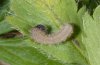 Pyrgus carthami: L3-larva (e.o. Falakron) [S]