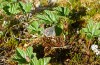 Pyrgus centaureae: Weibchen mit Eiablageverhalten an Moltebeere Rubus chamaemorus (Schweden, Häggenås, Mitte Juni 2020) [N]