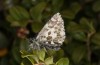 Pyrgus centaureae: Abgeflogener Falter (Schweden, Slagnäs, Ende Juni 2020) [N]