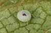 Pyrgus centaureae: Hatching of the larva 1/12 (N-Sweden, Krokvik near Kiruna, egg found in July 2020) [S]