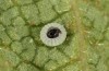 Pyrgus centaureae: Schlupf aus dem Ei 3/12 (N-Schweden, Krokvik bei Abisko, Eifund Juli 2020) [S]