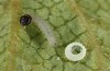 Pyrgus centaureae: Schlupf aus dem Ei 11/12 (N-Schweden, Krokvik bei Abisko, Eifund Juli 2020) [S]