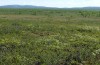Pyrgus centaureae: Habitat (N-Schweden, Krokvik bei Kiruna, Ende Juni 2020) [N]