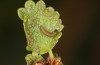 Pyrgus centaureae: L1-Raupe an Zwergbirke mit typischen Fraßspuren (e.o. N-Schweden 2020) [S]