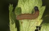 Pyrgus centaureae: L3 larva (e.o. rearing, N-Sweden, 2020) [S]