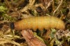 Pyrgus centaureae: Larva (e.o. rearing, N-Sweden, 2020) [S]