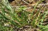 Hesperia comma: Ovum at Festuca in scanty nutrient-poor meadow [N]