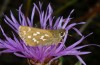 Hesperia comma: Adult (Allgäu Alps, SW-Bavaria, Hinterstein, 1500m asl, August 2013) [N]