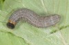 Muschampia cribrellum: Larva in the last instar (e.o. rearing, W-Bulgaria, Sofia district, Buchin prohod, 800m, egg in early June 2018, April 2019) [S]