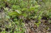 Muschampia cribrellum: Larval habitat, egg visible on the leaf stalk (W-Bulgaria, Sofia district, Buchin prohod, 800m, early June 2018) [N]