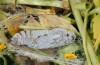 Muschampia cribrellum: Pupa (e.o. rearing, W-Bulgaria, Sofia district, Buchin prohod, 800m, egg in early June 2018, April 2019) [S]