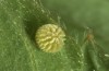 Muschampia cribrellum: Egg (W-Bulgaria, Sofia district, Buchin prohod, 800m, early June 2018) [M]