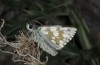 Muschampia cribrellum: Male (e.o. rearing, Bulgaria, Sofia district, Buchin prohod, 800m, egg from the field in early June 2018, adult in May 2019) [S]