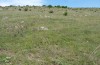 Muschampia cribrellum: Habitat (W-Bulgarien, Oblast Sofia, Buchin prohod, 800m, Anfang Juni 2018) [N]