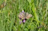 Muschampia floccifera: Weibchen (Bad Kohlgrub, 13.07.2020)