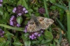 Muschampia floccifera: Falter (Col de Larche, Frankreich, 2100m NN, Juli 2012) [N]