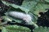 Carcharodus flocciferus: Larva [N]